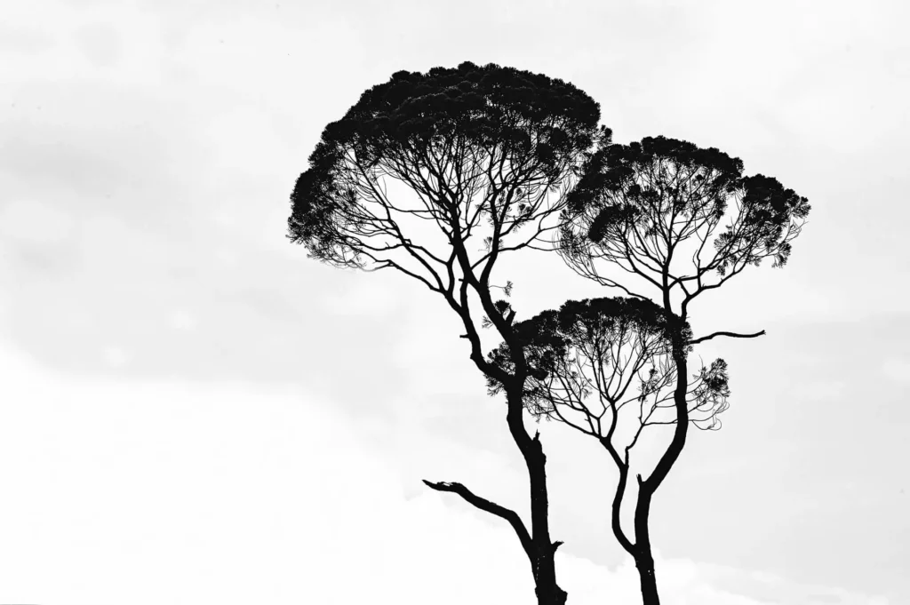 tree